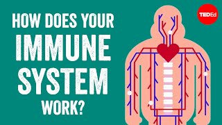 How does your immune system work  Emma Bryce [upl. by Noli]