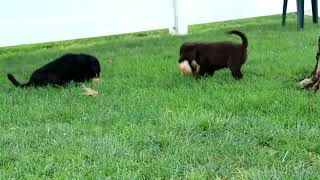 Miniature Labradoodle Puppies For Sale [upl. by Aillij462]