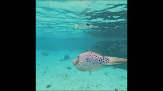 Paul Gauguin Oct 24  day 2 Huahine Snorkeling excursion [upl. by Notsirk]