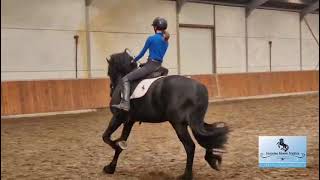 Riding video of the ster stallion Sjoerd sired by Tymen 503 Sport Elite AAA x Hessel 480 Sport [upl. by Navada]