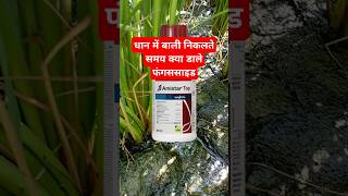 amistar top syngenta  dhan me bali nikalte samay kya dale  top fungicide dhankheti agriculture [upl. by Oivat104]