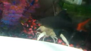 Red tail shark fighting white crayfish [upl. by Coulombe584]