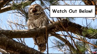 Barred Owl Regurgitates a Pellet [upl. by Itsuj]