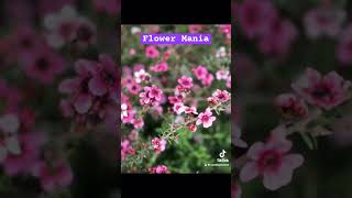 How to find NZ Flowers🌸🌸🌸 Flowers you can die for nz 🌸 Leptospermum scoparium Huia 🌸🌸 [upl. by Dola]