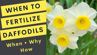 When to Fertilize Daffodils and Spring Bulbs plus 3 Reasons to Take Pictures [upl. by Duwad215]