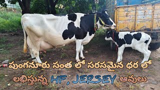 Punganur is the one of the Best Hf Jersey Cow Market going on every Wednesday [upl. by Hardie]