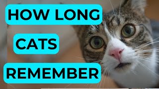 How Long Can a Cat Remember a Person [upl. by Sandie]