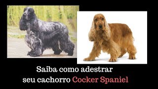 Saiba Maneiras FÃ¡ceis de como Adestrar um Cocker Spaniel a Sentar [upl. by Asiled]