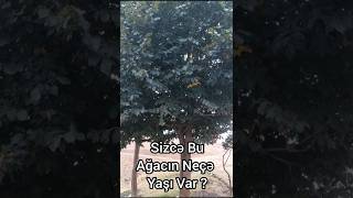 Sizcə Bu Ağacın Neçə Yaşı Var [upl. by Vincelette215]