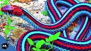 Worlds Most Colorful Snakes EP 426  SnakeBytesTV [upl. by Rafaela837]