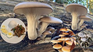 เก็บเห็ดเข็มทองป่ากับเห็ดนางรมมาผัดกะเพราแช่บๆ Foraging Cooking Enokitake Oysterwildmushroomsuk [upl. by Raddatz747]