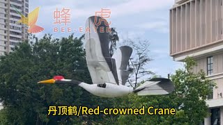 Redcrowned Crane [upl. by Orfield]