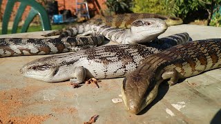 Eastern Blue Tongue Lizard Tiliqua scincoides  Best Lizard in Australia [upl. by Branen]