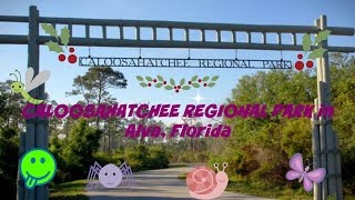 CALOOSAHATCHEE REGIONAL PARK in Alva Florida [upl. by Atonsah329]