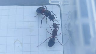 Camponotus turkestanicus China vs Camponotus ligniperda Germany 15092023 [upl. by Iegres]