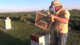 Beekeeping  How To Feed Honey Bees [upl. by Aldercy]