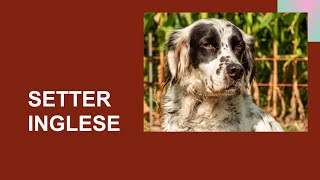 SETTER INGLESE  English Setter  Caratteristiche carattere attitudini salute cura dove tenerlo [upl. by Story882]