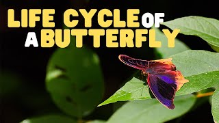 Life Cycle of a butterfly  Butterflies for Kids  Learn the 4 stages of the butterfly life cycle [upl. by Larue]