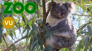 Koala 4K Phascolarctos cinereus Coala [upl. by Yddor]