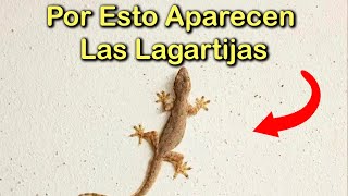 SINGIFICADO EMOCIONAL por el que APARECEN MUCHAS LAGARTIJAS en el HOGAR 🦎 PLAGAS y la CASA ENFERMA [upl. by Becket]