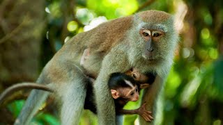 Long Tailed Macaque CrabEating Macaque [upl. by Rashida]