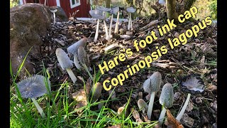 Time lapse Hares foot ink cap mushroom Coprinopsis Lagopus [upl. by Caruso]