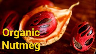 Organic Nutmeg Tree amp Harvesting  Spices  Myristica fragrans [upl. by Adlay675]