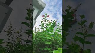 Allamanda plant🏝🌺care by home 🏠 gardening 🌿 viral short [upl. by Jilly523]