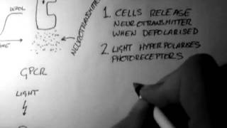 Photoreceptors Vision 1 of 5 [upl. by Nivac]