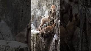 How Mountain Goats Master the Art of Climbing [upl. by Lissie223]