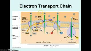 Cellular Respiration  Krebs Cycle amp Electron Transport [upl. by Harragan]