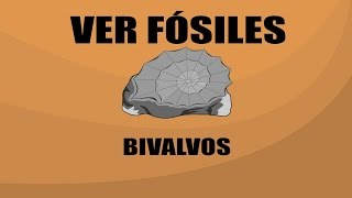 Bivalvos  Ver Fósiles [upl. by Anidem]