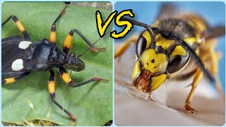 Что будет если клопы хищнецы увидят осу Assassins bugs vs Wasp [upl. by Hailed]