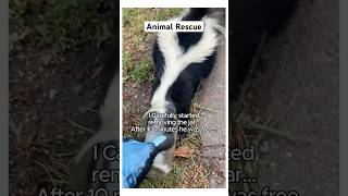 This Skunk Needed Help skunks wholesome shortvideo [upl. by Edmunda]