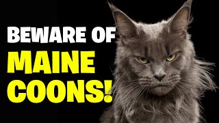 10 Reasons You Should NEVER Get a Maine Coon Cat [upl. by Shanon]