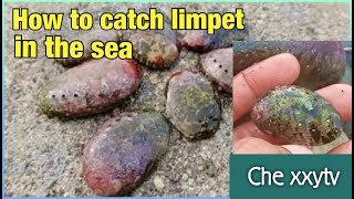 How to catch Limpets in the Sea  LAPAS [upl. by Camden]