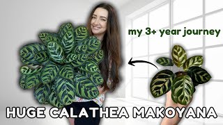 Plant Feature of the Month 🪴  New Series Featuring Calathea Makoyana  Episode 2 [upl. by Lettig98]