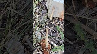 Praying mantis in our flower bed nature bug prayingmantis garden organic organicfarming [upl. by Annohs]