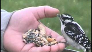 Hand Feed Birds [upl. by Aretahs896]