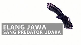 Elang Jawa Sang Predator Udara [upl. by Hillyer]