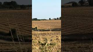 Stunning Straw Windrows Waiting for baling on the South Downs in Southern England 🏴󠁧󠁢󠁥󠁮󠁧󠁿 [upl. by Daberath994]