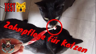 Zahnpflege bei Katzen  Produkte im Test [upl. by Nivlag]