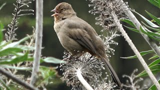 California Towhee’s Call [upl. by Nydroj]