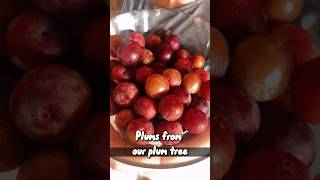 Plums from our plum tree to make plum jam Yum homegrown wildchild growyourownfood [upl. by Jean-Claude]