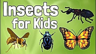 Insects for Kids [upl. by Drof709]