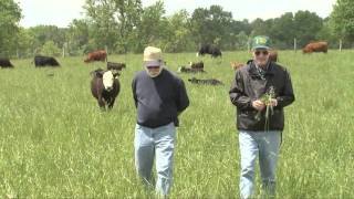 Growing Tall Fescue for Forage [upl. by Novelia]