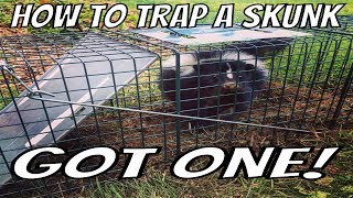 How to Trap a Skunk Trapping Tips and Bait Wildlife Removal [upl. by Goody177]