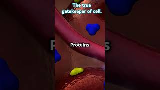 Ultrastructure of cell membrane Fluid mosaic model summarised within a minute education shorts [upl. by Esoranna985]