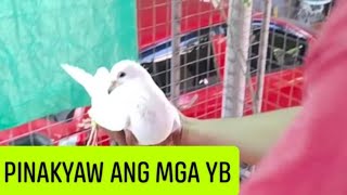 Pinakyaw ang mga Yb 🙏🤙 kalapatids racingpipigeons [upl. by Joacima]