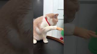 Cat Hand ✋😂🤣😂🤣 funney the tadka videos [upl. by Nahum94]